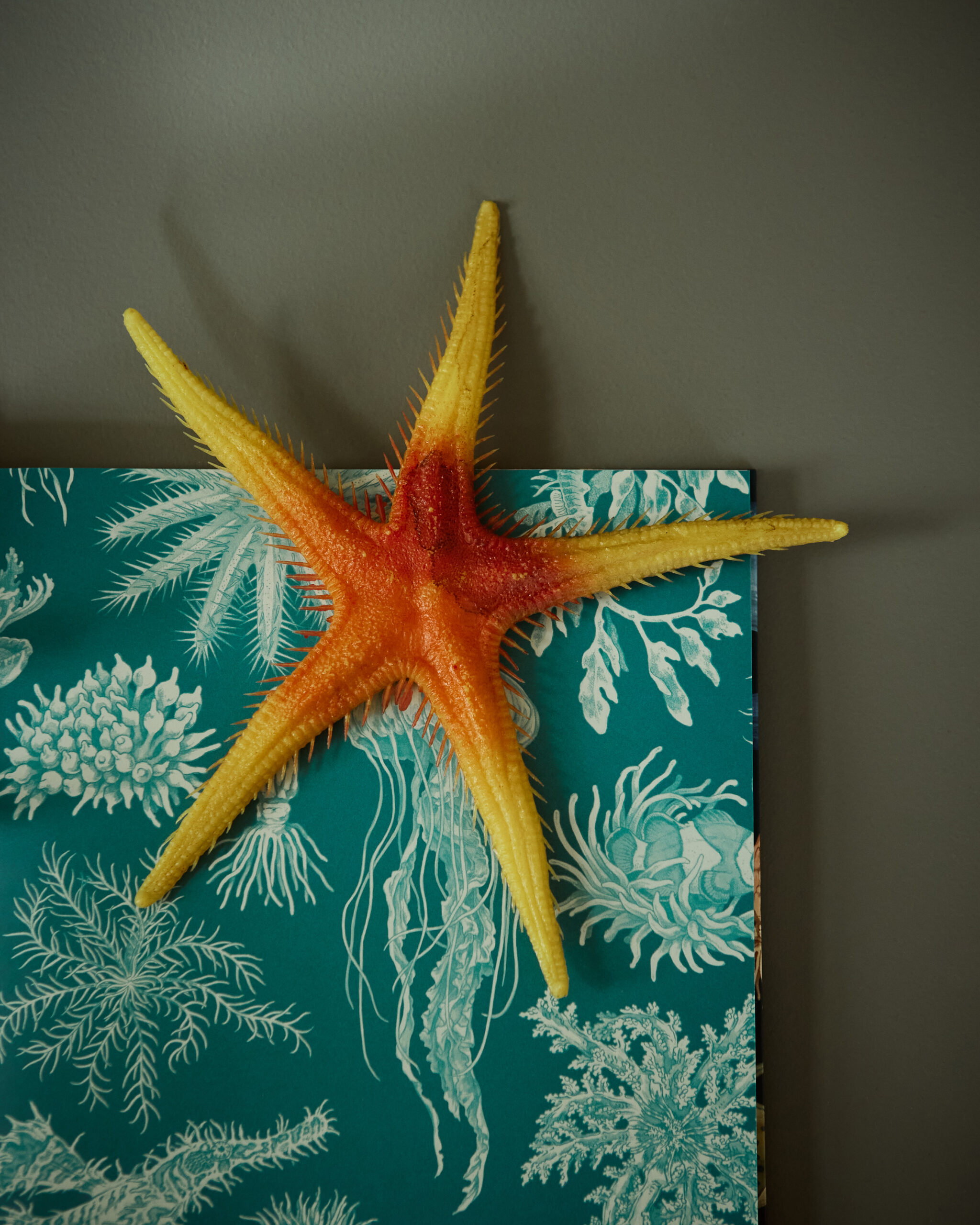 Inderside print af Oceanarium Søstjerne på oceanarium bog